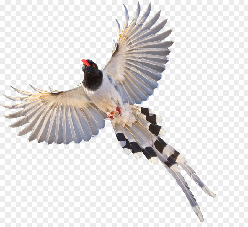 Flying Magpie Eurasian Bird PNG