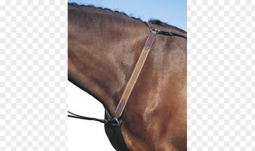 Horse Halter Breastplate Martingale Bridle PNG