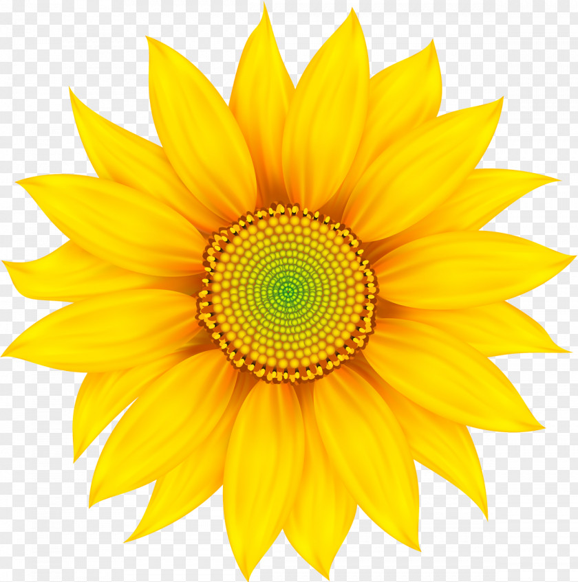 Sunflower Desktop Wallpaper PNG