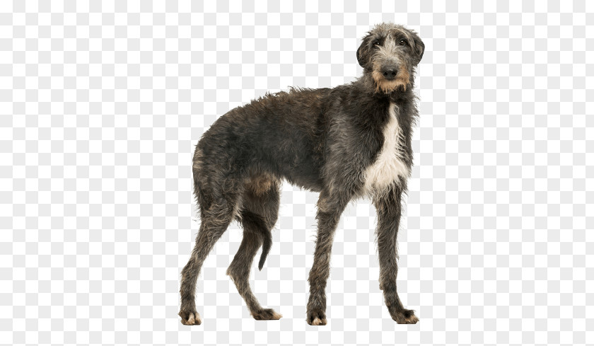 Long Hair Dog Breeds Scottish Deerhound Greyhound Puppy Breed Hunting PNG