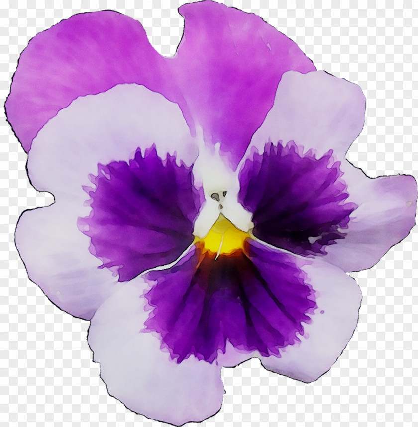 Pansy Cattleya Orchids PNG