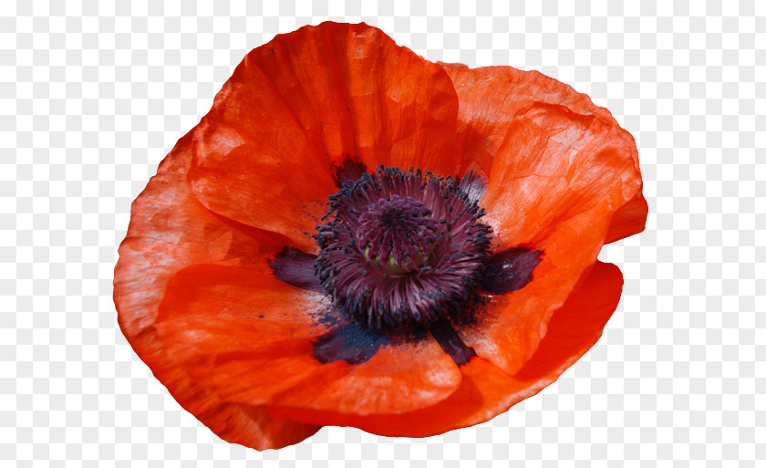 Poppy Flowers Common Poetry Flower PNG