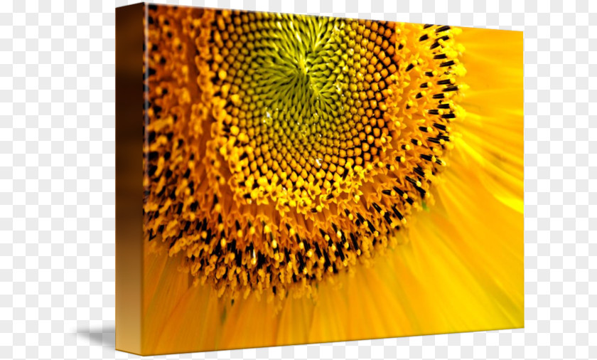 Sunflower Landscape M PNG