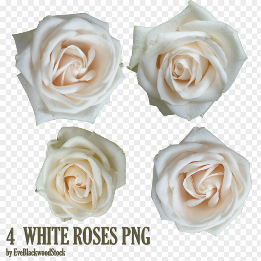 White Roses Garden Android Rose PNG