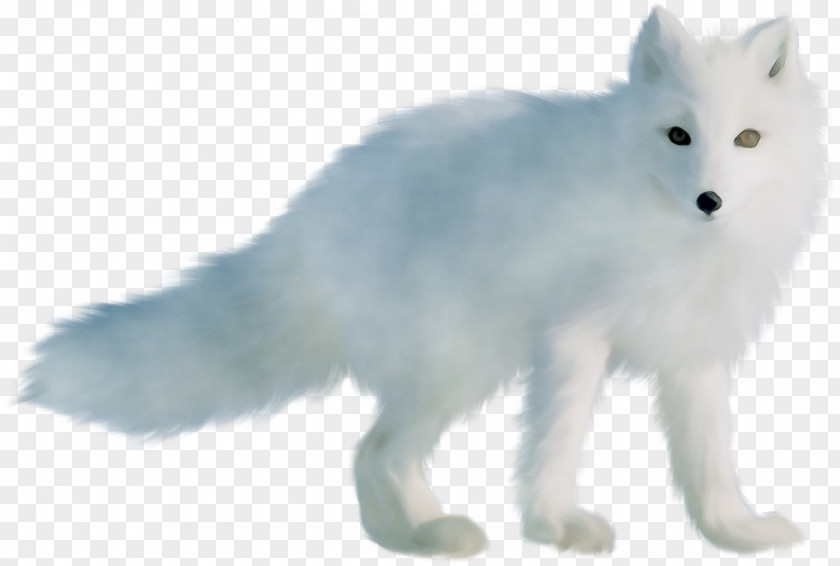 Arctic Fox Animal Figure Snout Tail PNG