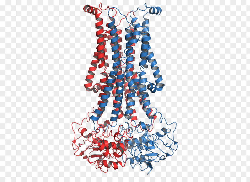 Flippase Phospholipid ATPase Transmembrane Protein Biological Membrane PNG