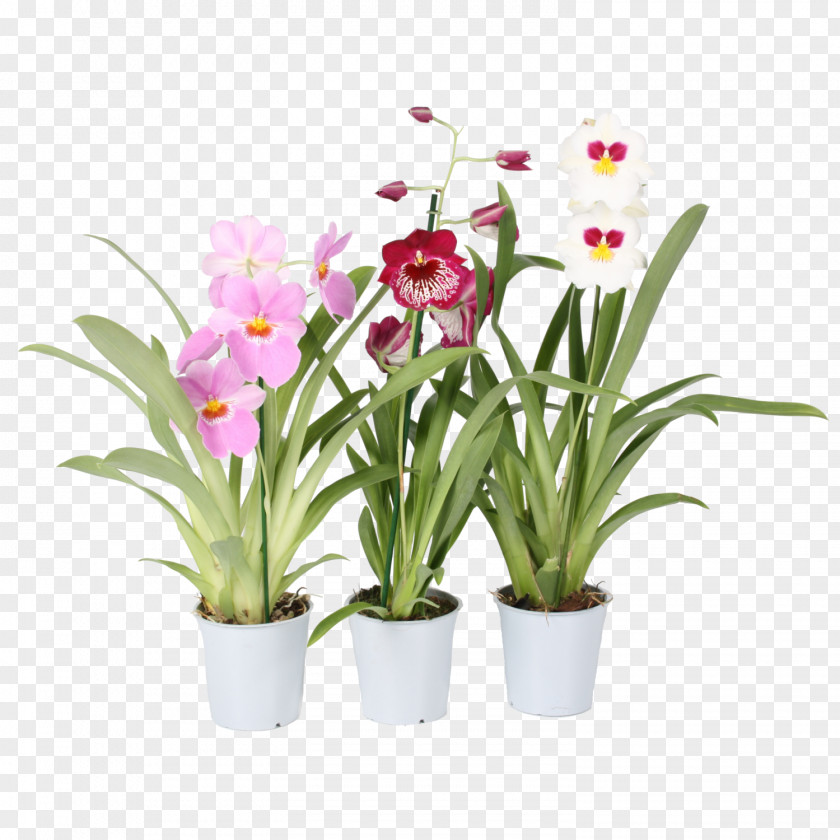 Plant Moth Orchids Houseplant × Cambria Flowerpot PNG