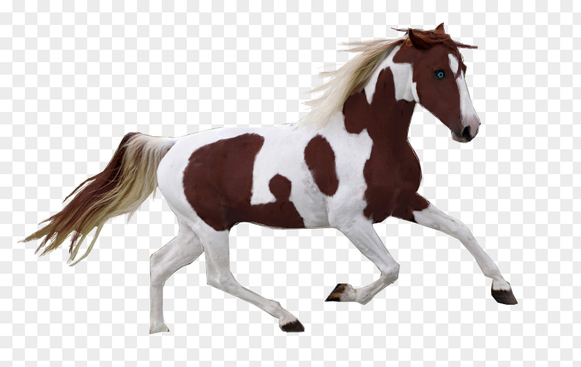 The Eyes Of Animals American Paint Horse Mustang Pony Pinto Mane PNG