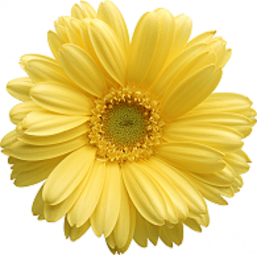 Flowers Common Daisy Transvaal Clip Art PNG