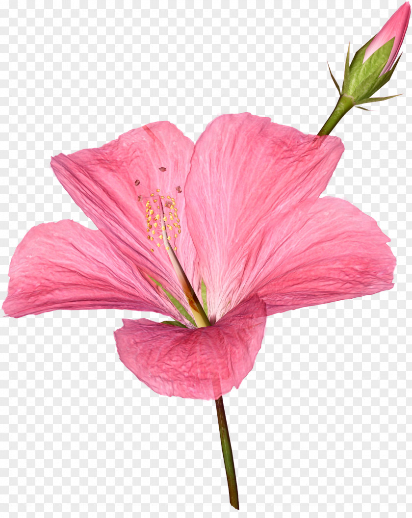 Flowers Flower Rose Pink PNG