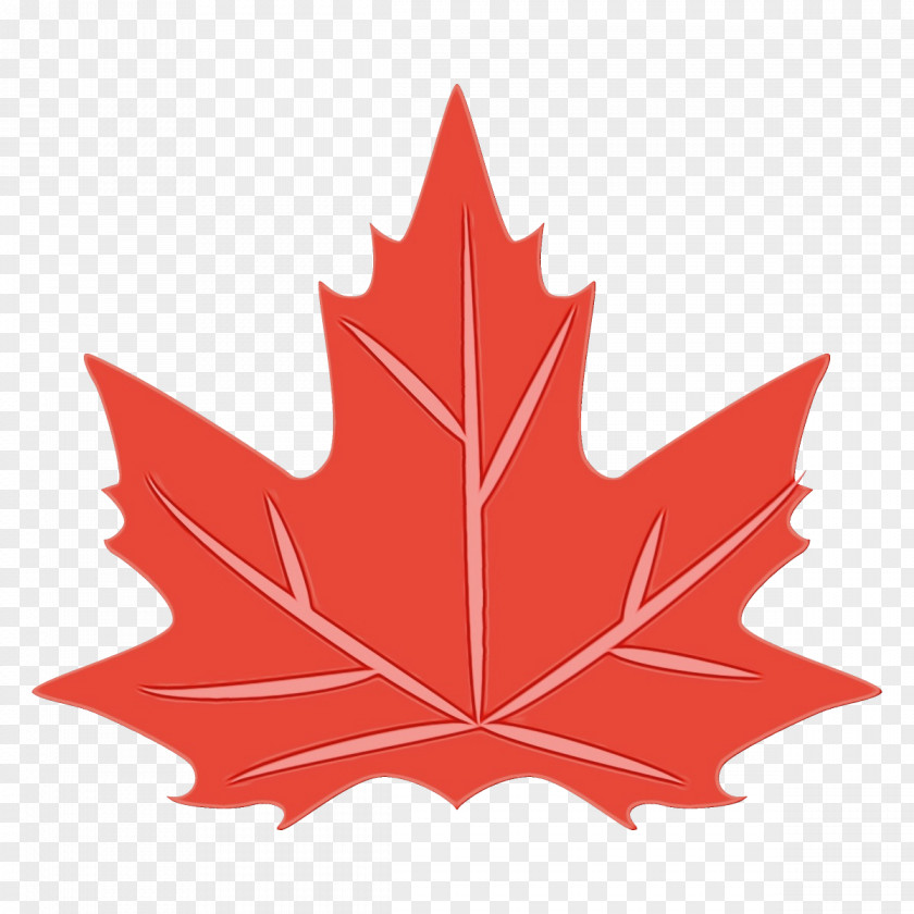 Maple Plane Leaf PNG