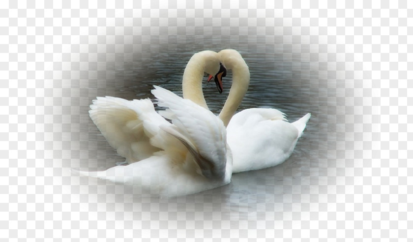 Swans Mute Swan Bird Black Любовь уставших лебедей Oqqush PNG