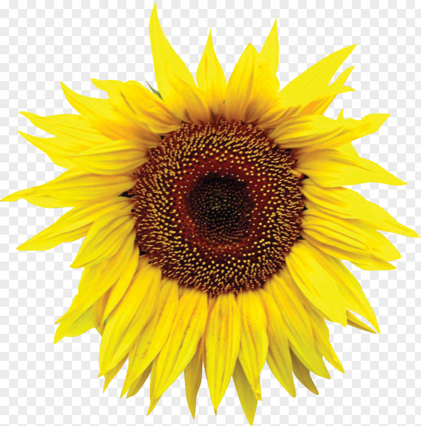 Thanks Giving Common Sunflower Seed Royalty-free PNG