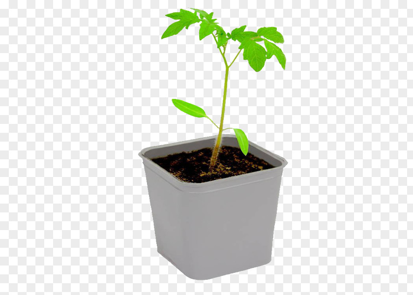 Tomato Seedlings Download PNG