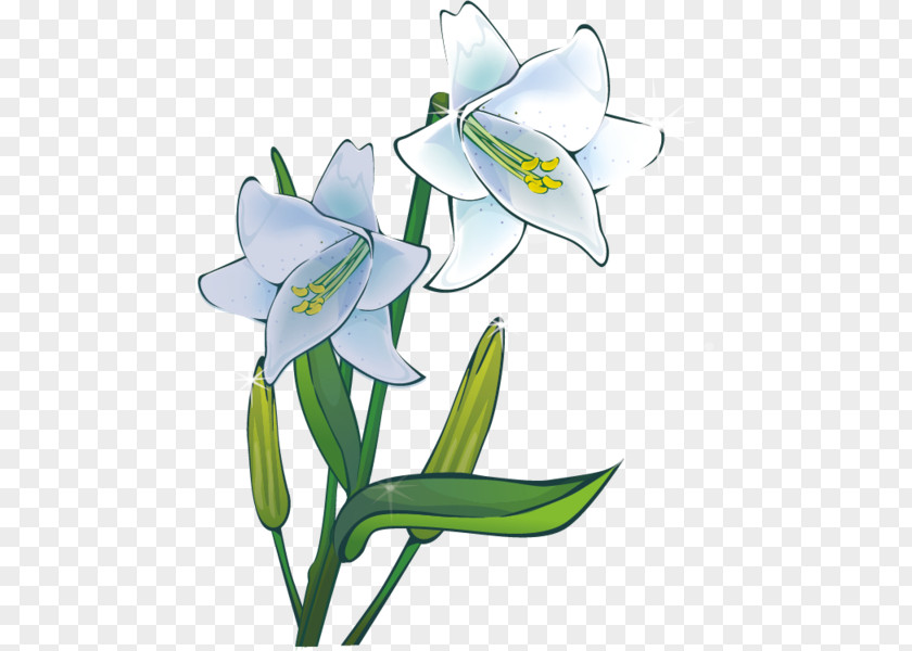 Plant Lilium Drawing Flower Clip Art PNG