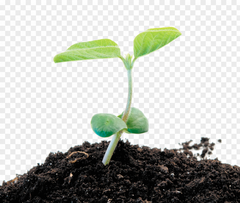 Soybean Seed Sprout Stock Photography Kuromame PNG