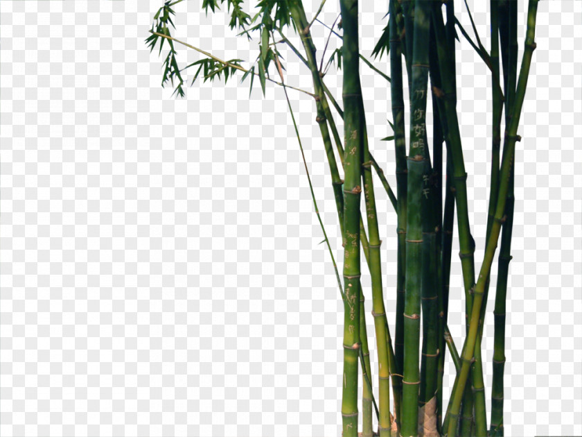 Bamboo Euclidean Vector Bambu-chinxeas PNG