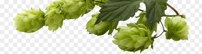 Beer Yakima Valley AVA Common Hop Hops PNG