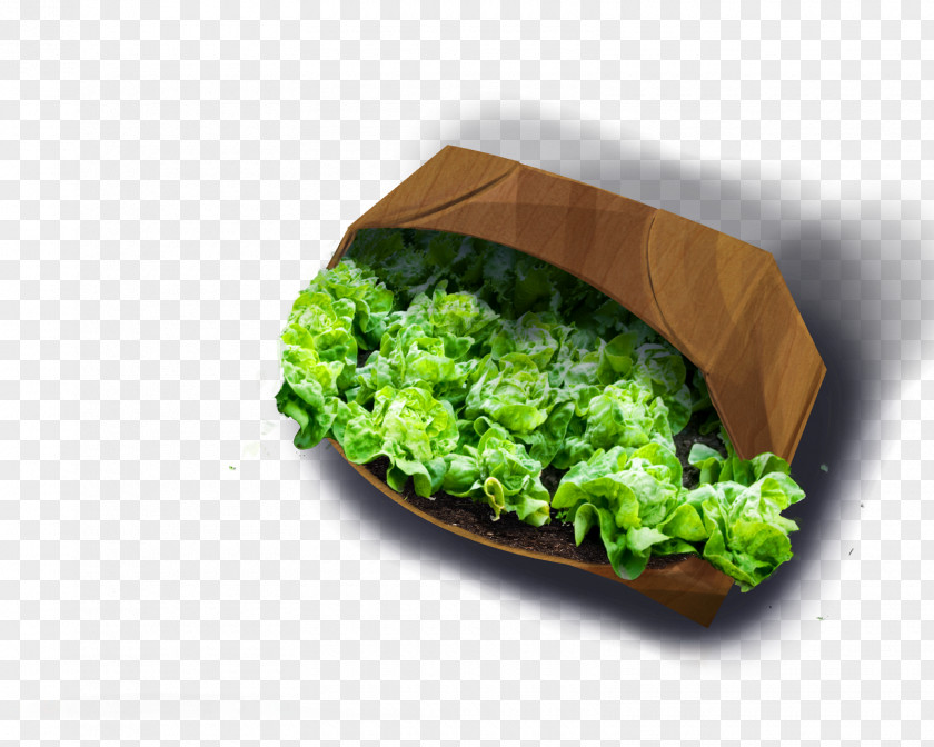 Broccoli Romaine Lettuce Vegetarian Cuisine Food PNG