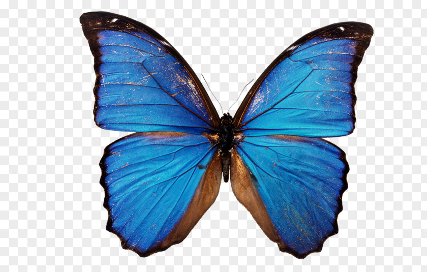 Butterfly Stock Photography Blue Clip Art PNG