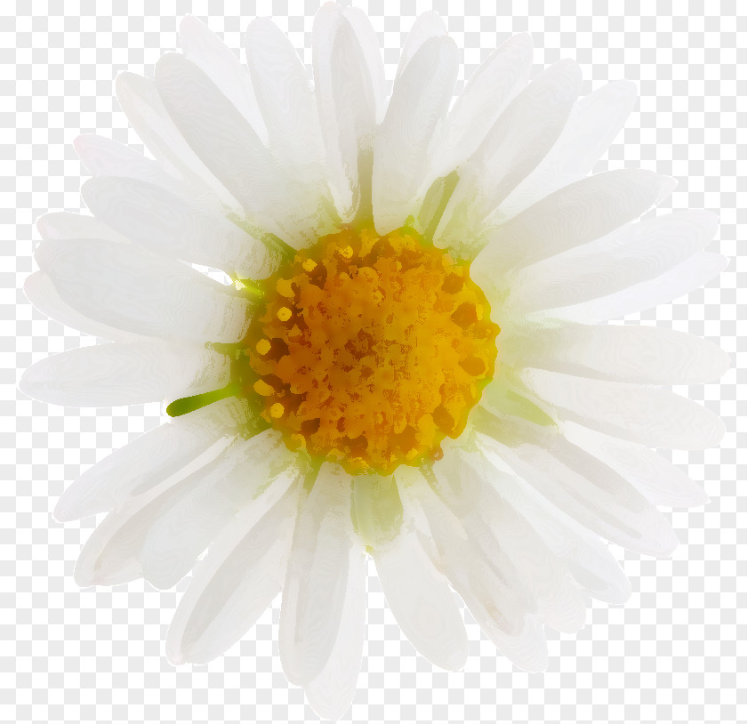 Flower Yellow Petal White PNG