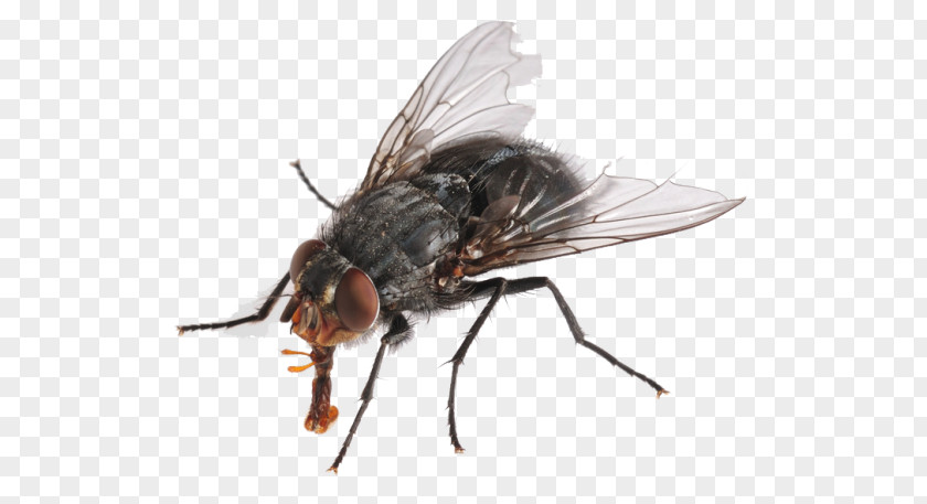 Insect Housefly PNG