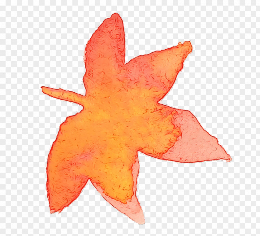 Maple Leaf PNG