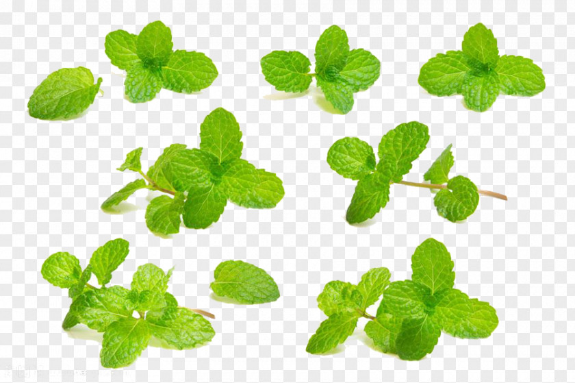 Mint Green Leaves Mouthwash Photography PNG