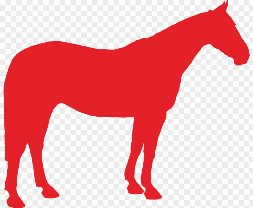 Mustang Appaloosa Mule British Spotted Pony PNG