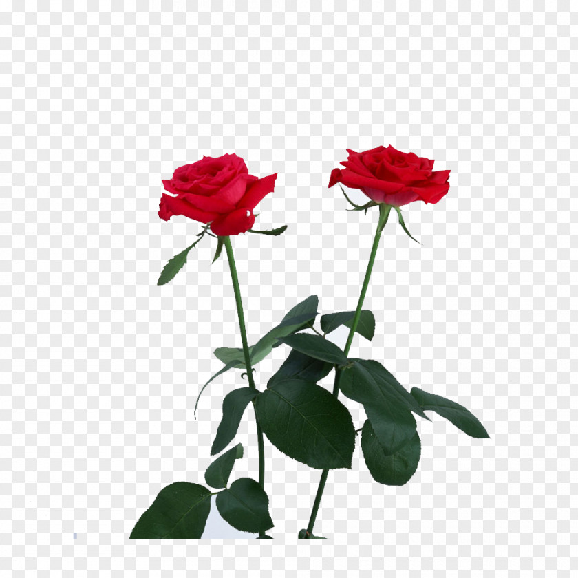 Red Rose Flower Amazon.com PNG