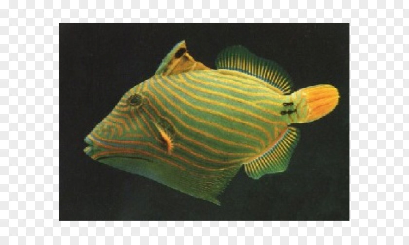 Seawater Fish Orange-lined Triggerfish Lagoon Clown Angelfish PNG