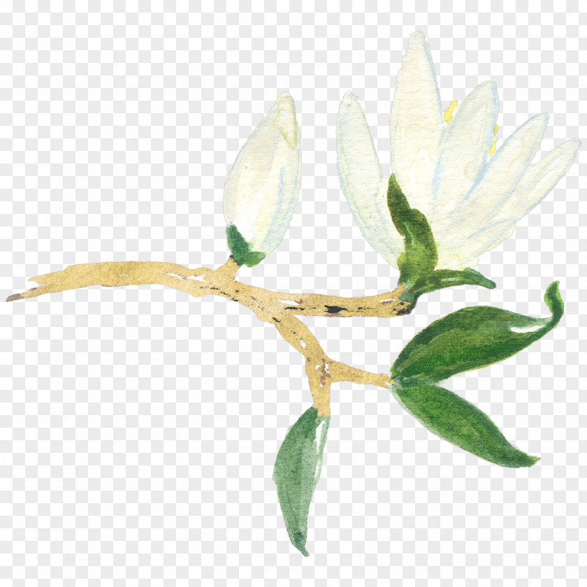 Youtube Magnolia YouTube Flower Clip Art PNG