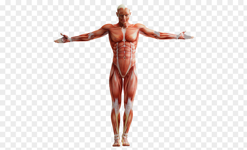 A ANATOMIA HUMANA Human Anatomy Muscular System Homo Sapiens PNG