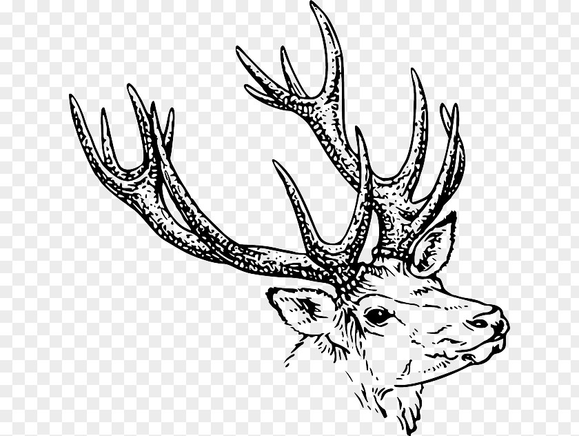 A Deer Stumbled By Stone White-tailed Drawing Antler Clip Art PNG
