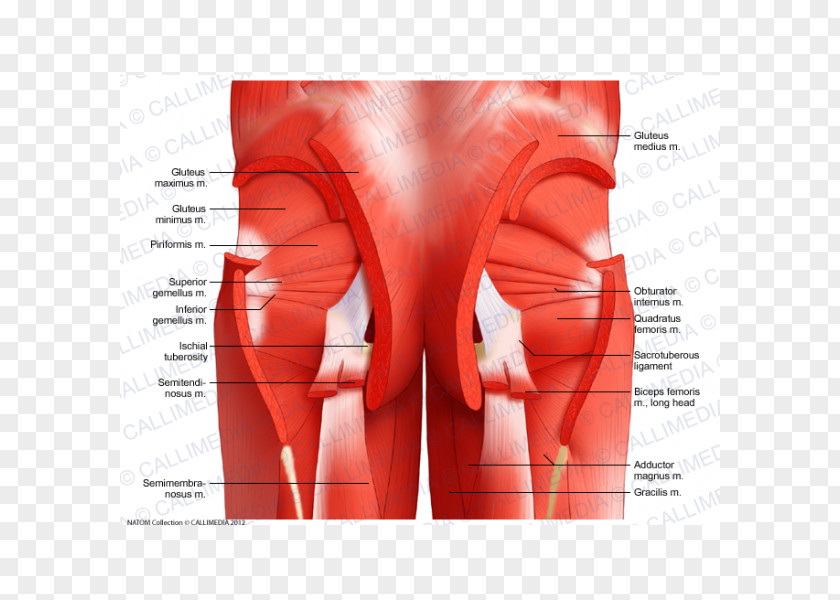 Pelvis Muscle Anatomy Muscular System Hip PNG