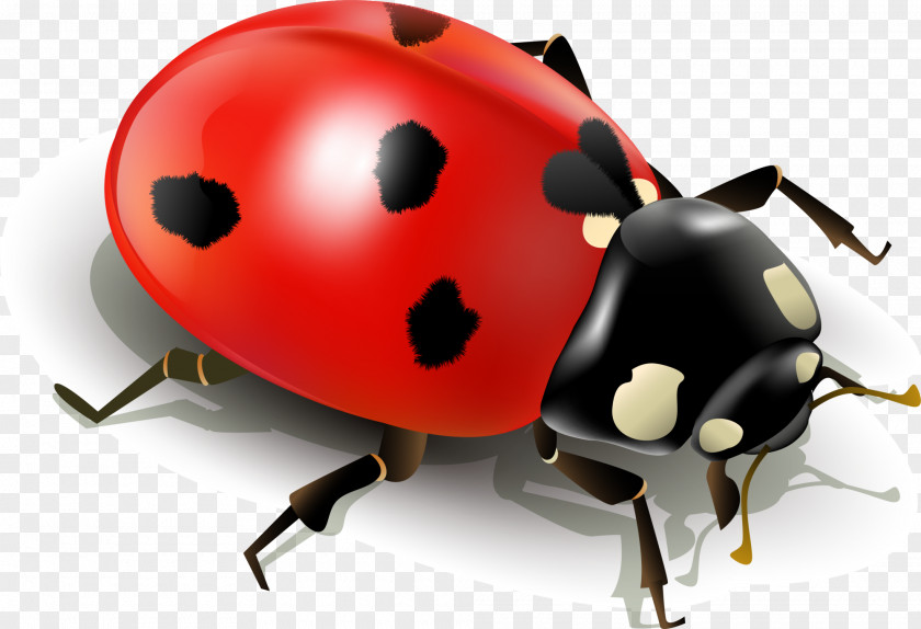 Red Simplified Ladybug Insect Ladybird Clip Art PNG