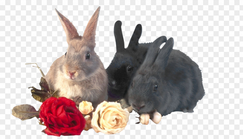 Three Rabbits And Roses Domestic Rabbit Hare Clip Art PNG