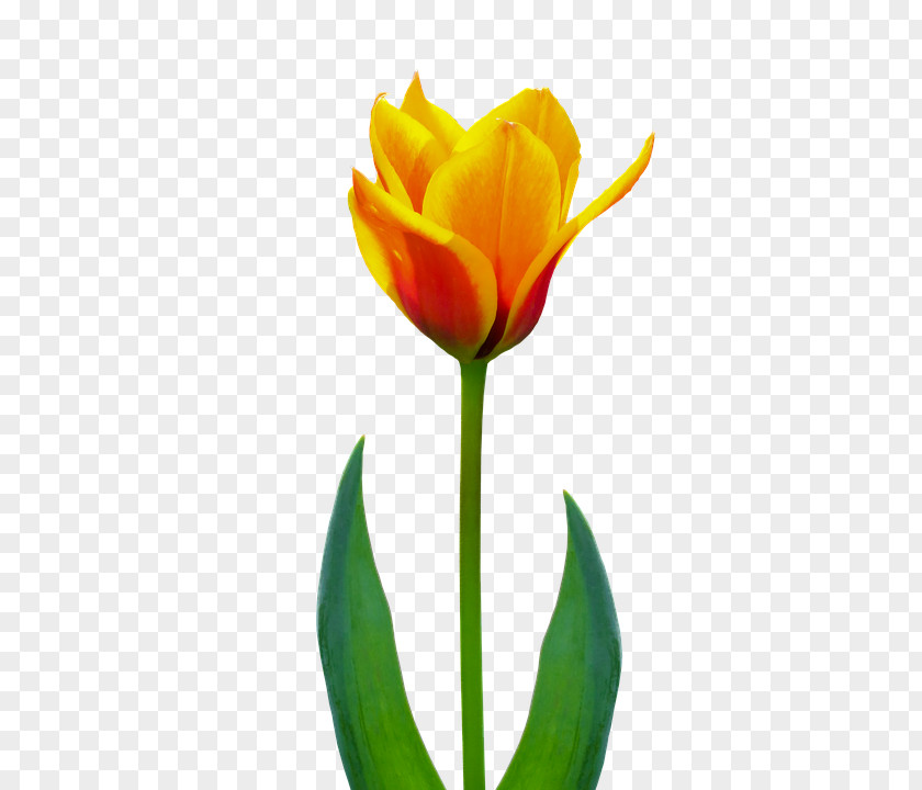Tulip Background Bunga Flower Image Nature PNG