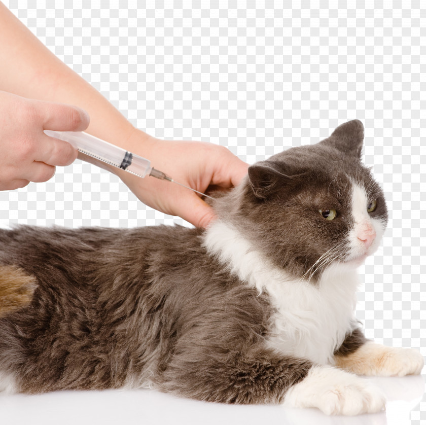 Veterinary Cat Dog Vaccine Feline Vaccination PNG
