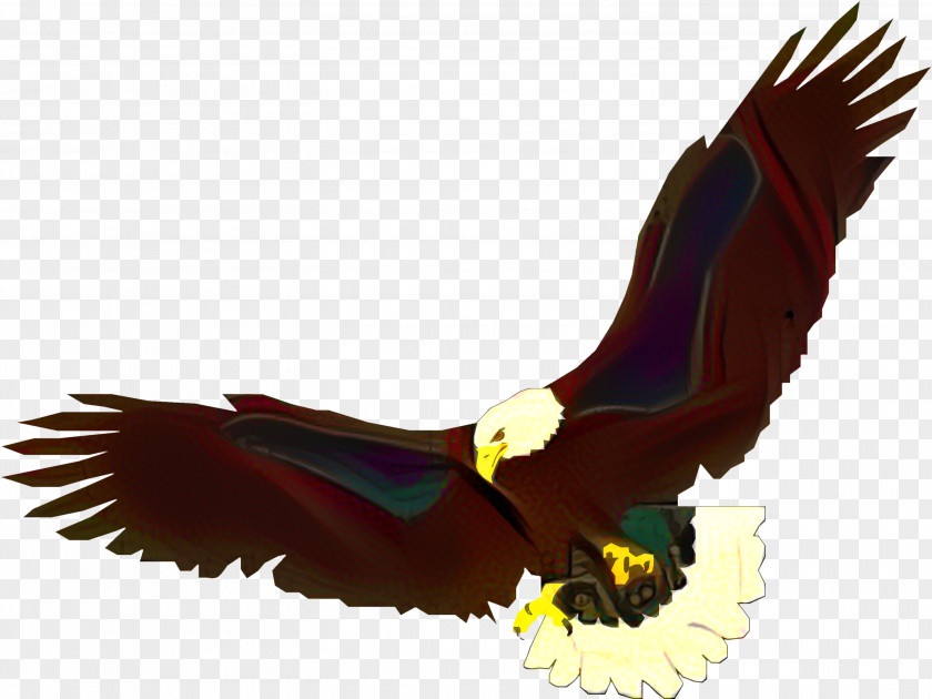 Vulture Feather Bird Drawing PNG