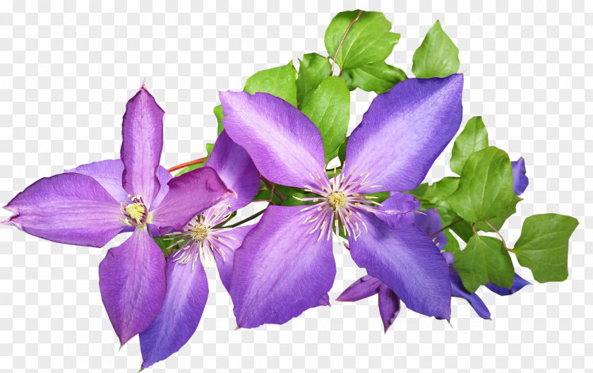 Gentiana Viola Flowers Background PNG