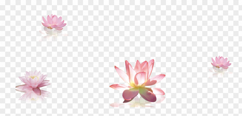 Lotus Decorative Material Petal Cut Flowers Body Piercing Jewellery Flowering Plant PNG