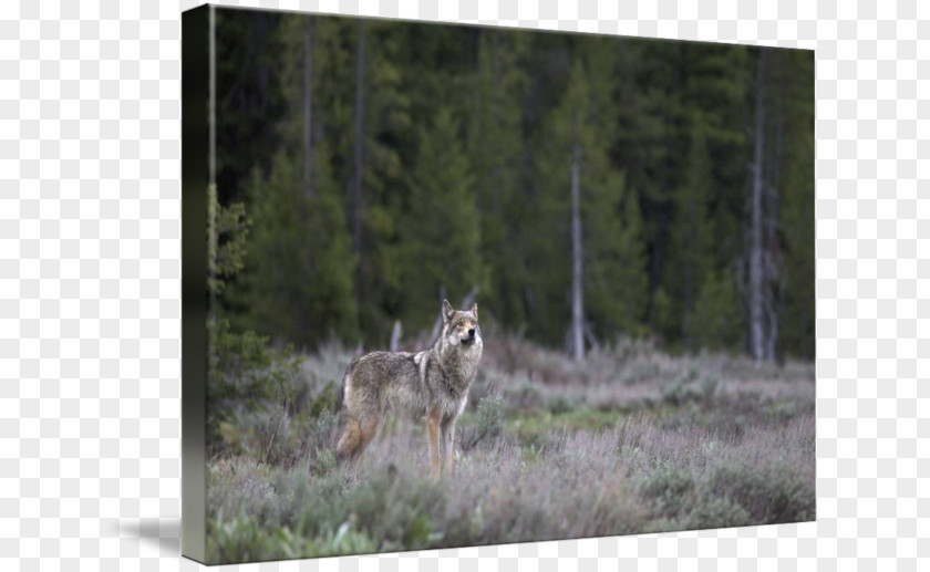 Park Coyote Gray Wolf Ecosystem Fauna National PNG