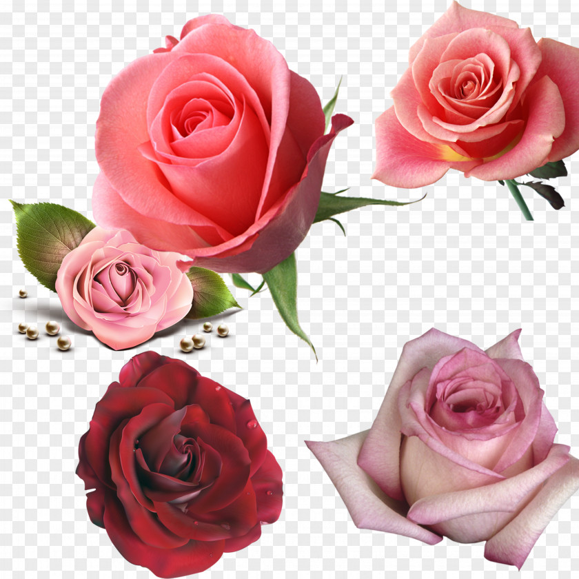Red Rose Flower Computer File PNG