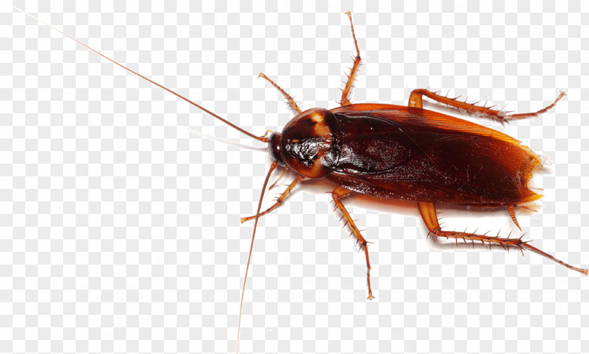 Cockroach Pest Clip Art PNG