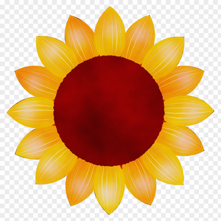 Daisy Family Gerbera Sunflower PNG