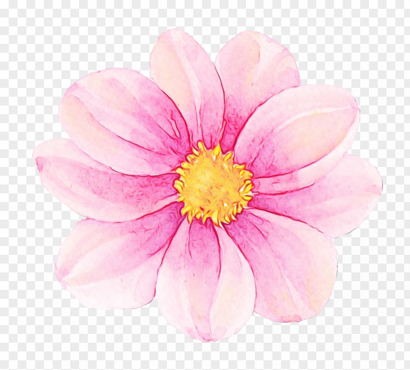 Petal Flower Pink Plant Daisy Family PNG