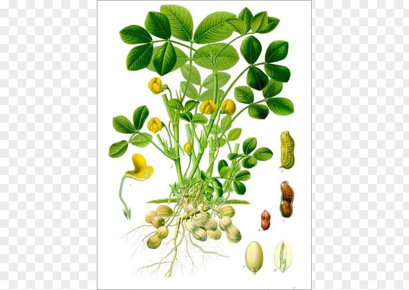 Plant Köhler's Medicinal Plants Peanut Botany Biological Life Cycle PNG