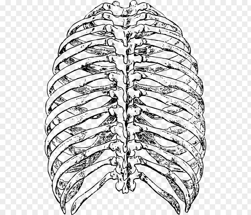 Skeleton Bone Rib Cage Thoracic Vertebrae PNG