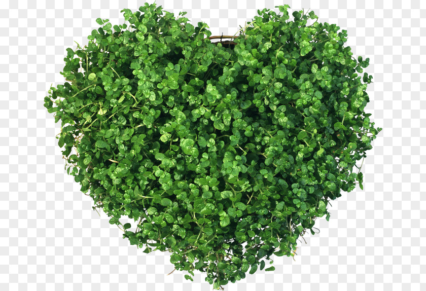 Wallpaper Green Shrub Plant PNG